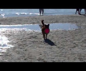 Dog Beach Fun with Furry Friends