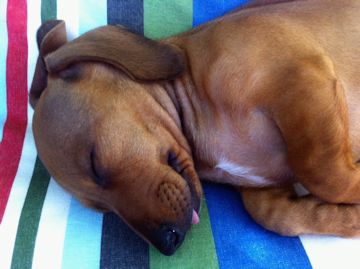 Dog Sleeping on Beach Blanket