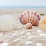 Assorted seashells displayed on beach