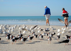 Couple walking on beach with colorful birds and seagulls