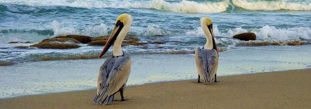 Pelicans at Bonita Beach