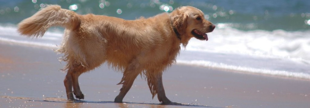 Dog Beach - Bonita Springs