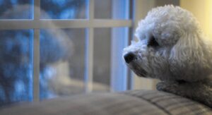 White poodle looking out window