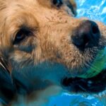 Golden Retriever dog in pool