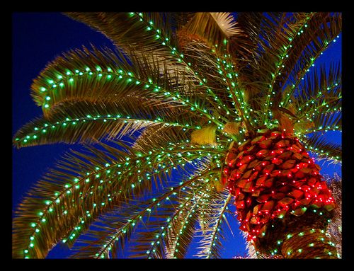 NAPLES-Christmas-Lights-on-Palm