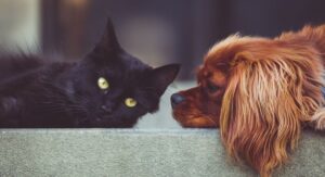 Black Cat and Spaniel Dog head to head on couch