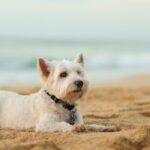 White terrier dog laying on beach sand
