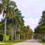 Palm tree-lined street in Naples Florida