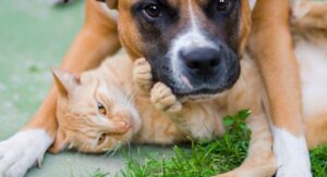 Cat and Dog playing outside