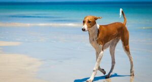 Italian Greyhound dog walking on beach