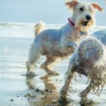 Two white dogs playing on beach