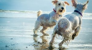 Two white dogs playing on beach
