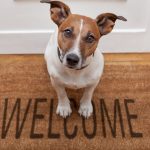 Little brown and white dog sitting on Welcome mat