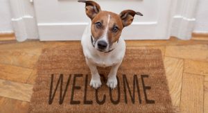 Little brown and white dog sitting on Welcome mat