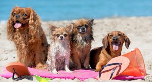 4 small wet dogs on beach