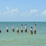 Pelicans sitting on old ocean piers