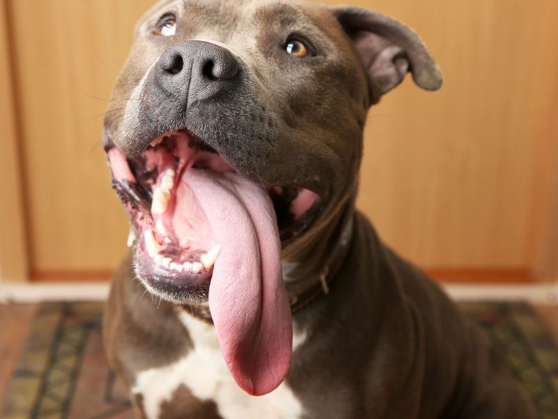 Bulldog with tongue hanging out.