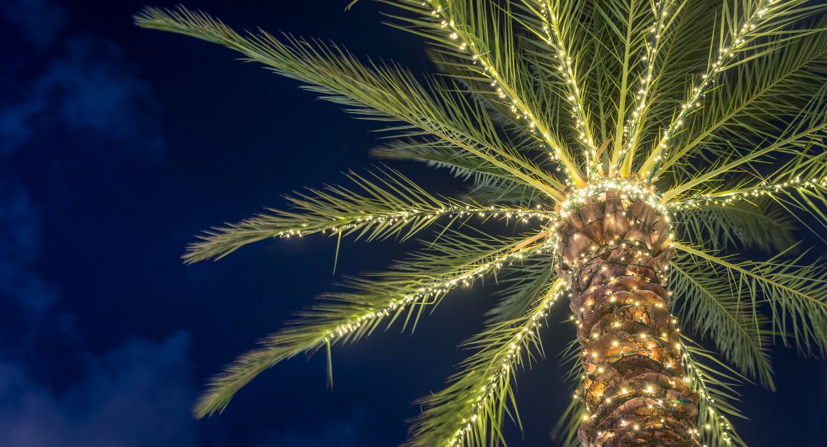 Palm tree with yellow christmas lights