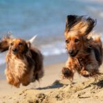 Two long-hair dachsunds running on beach