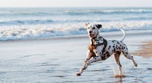 Dalmation dog wearing walking harness running on Naples Florida beach